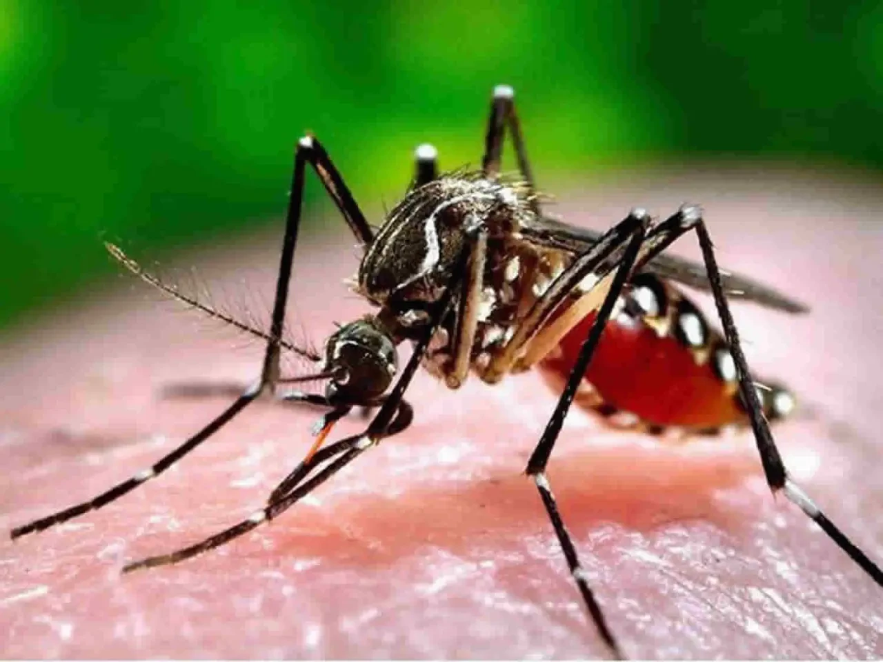 Chikungunya virüsü korkutucu bir hızla yayılıyor! 16 ülkede 240 binden fazla vaka ve 90'dan fazla ölüm görüldü.