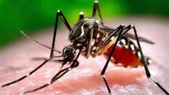 Chikungunya virüsü korkutucu bir hızla yayılıyor! 16 ülkede 240 binden fazla vaka ve 90'dan fazla ölüm görüldü.