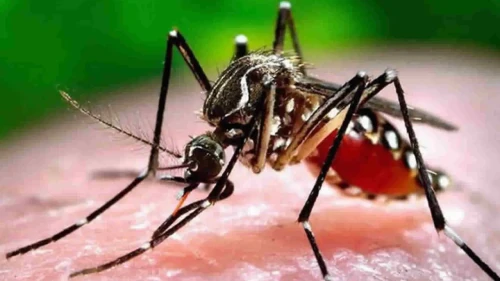 Chikungunya virüsü korkutucu bir hızla yayılıyor! 16 ülkede 240 binden fazla vaka ve 90'dan fazla ölüm görüldü.